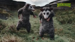 Nature Valley Opossums Meme Template