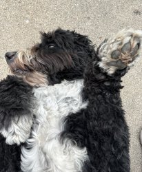 Sassy dog Meme Template