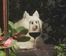 Wine Dog Meme Template