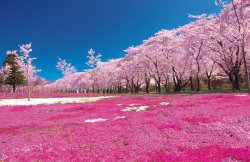 Cherry Blossoms Meme Template