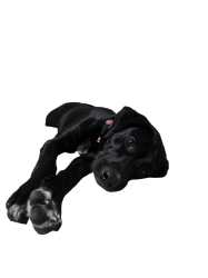 Luna test Meme Template