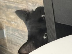 Evil cat Meme Template