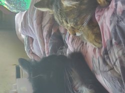 How dare you sleep in front of me! Meme Template