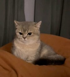 Cute Angry Cat Meme Template