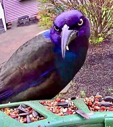 Did I ask? Meme Template