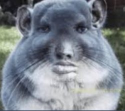 Chinchilla With Man Face Meme Meme Template
