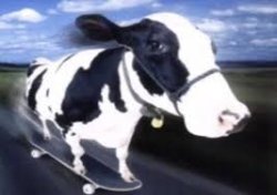 cow skateboard Meme Template