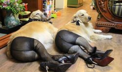 dogs wearing pantyhose blank Meme Template