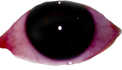 The Eye Meme Template