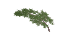 treepiece Meme Template