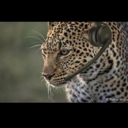 Leopard, call center, headset Meme Template