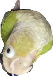 upside down bird Meme Template