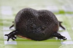 Angry Avocado Meme Template