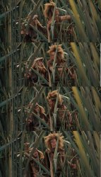 Willow Franjean Rool So which way do we go?  That way! Meme Template