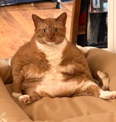 Fat cat sitting Meme Template