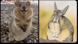 Happy Quokka Sad Viscacha Meme Template