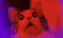 deep in scary cat Meme Template
