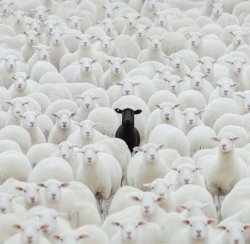 In a world full of Meme Template