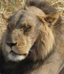 The lion does might concern himself Meme Template