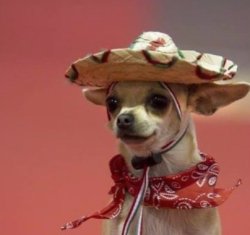 Spanish doggo Meme Template