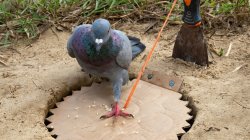 Suspicious Pidgeon Testing Ground Meme Template