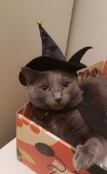 I CAST Meme Template