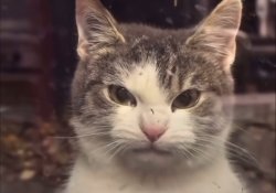 angry cat Meme Template