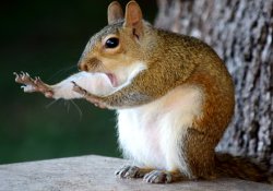 chill bro Meme Template