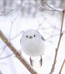 Long tailed tit Meme Template