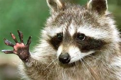 Save the Racoons. Meme Template