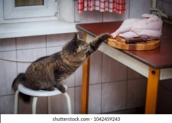 cat stealing chicken Meme Template