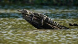 Relaxec crocodile Meme Template