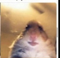 Hamster Meme Template