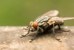 housefly Meme Template