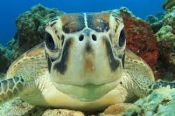 Turtle Meme Template