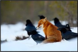 the crow gang Meme Template