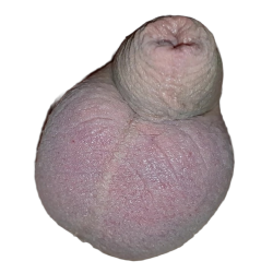 cock Meme Template
