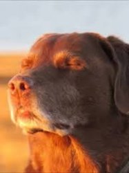 Dog In Sun Meme Template