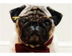 Pug With Glasses and Bowtie Meme Template