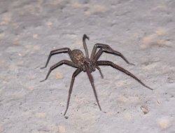 Spider Meme Template