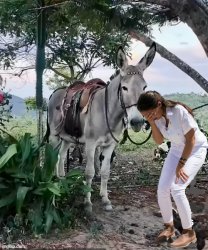 AOC cries with her pet donkey Meme Template