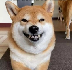 Evil Shiba Meme Template