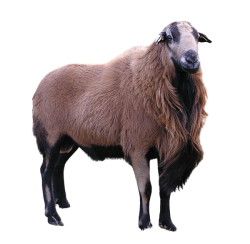 Barbados Meme Template