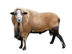 barbados Meme Template