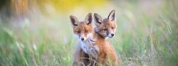 Foxed Pair Meme Template