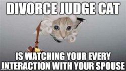 divorce judge cat Meme Template