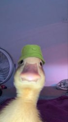 duck wid hat Meme Template
