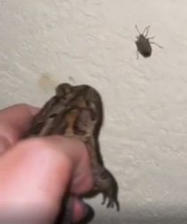 Bug eating frog Meme Template