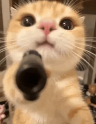 Cat gun Meme Template