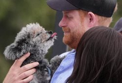 prince harry dog Meme Template